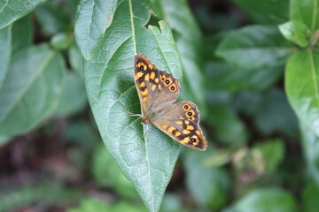 Papillon orange et noir sur une feuille.