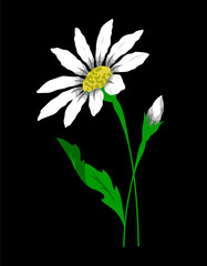 Daisy flower with bud and leaf floral set of vector isolated colorful illustrations