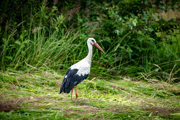 white stork in the grass