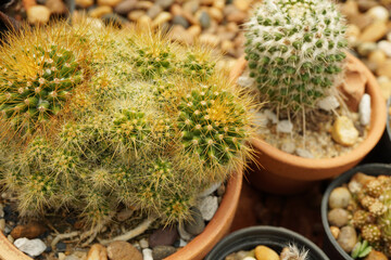 close up cactus pot in the cactus garden. Thailand garden.