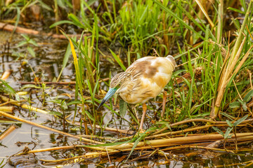Close up of Squacco heron (ardeola ralloides), Queen Elizabeth National Park, Uganda.