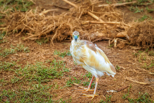 Close up of Squacco heron (ardeola ralloides), Queen Elizabeth National Park, Uganda.	