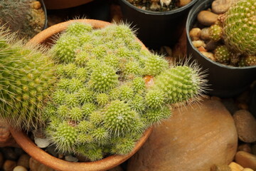 close up cactus pot in the cactus garden. Thailand garden.