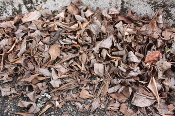 Tas de feuilles mortes.