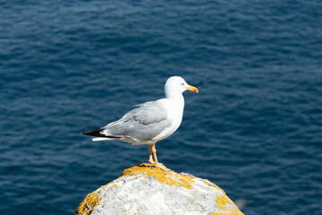 Detail photo of a seagull located on top of a rock with the sea in the background taken in the Cies Islands, Galicia, Spain.