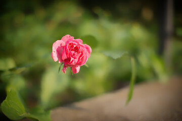 pink rose on a green background