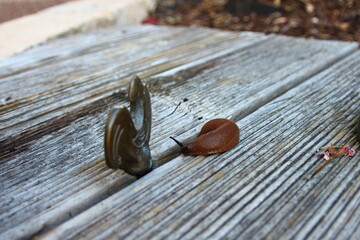 Nacktschnecke im Garten