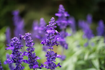 Obraz premium close-up of purple flowers