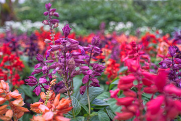 pink and purple flowers