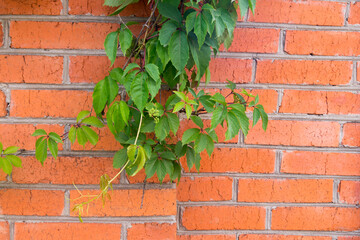 green dense vines hang from a brick wall