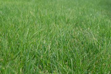 light green grass for background