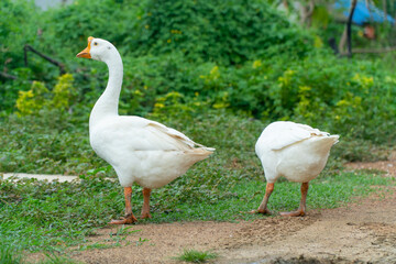 White goose walking on the green grass , play together and finding some food with copy space