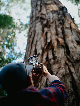 Low Angle View Of Man Photographing Tree Trunk With Smart Phone In Forest