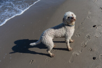 Cheerful Labradoodle on the seashore