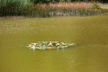 blooming white water lilys in the middle of a lake with light green water and reed in the background