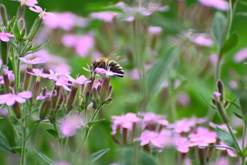 Soapwort (saponaria) with wild bee