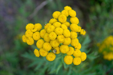 yellow inflorescences of meadow flowers on a background of green grass