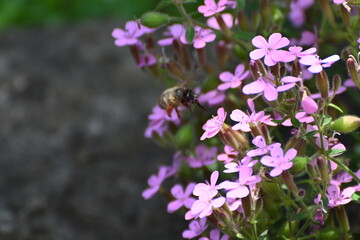 Obraz premium Soapwort (saponaria) with wild bee