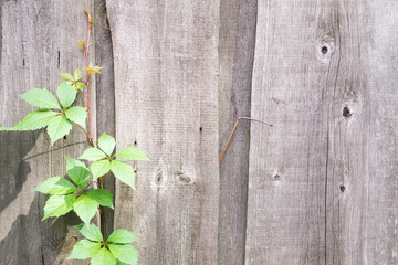 light green branch on the background of an old wooden fence