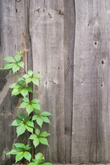 a weak sprout makes its way through a plank in an old fence