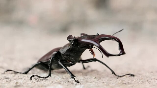 Stag Beetle. Deer beetle walk on concrete