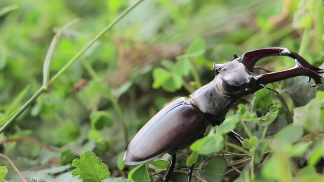 Stag Beetle in nature. Deer beetle in the forest