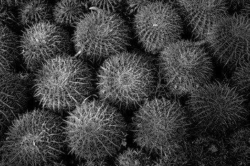 close up of cactus