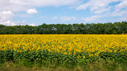 Amazing panoramic view field of sunflowers in the early summer morning.