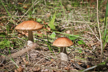 Edible mushroom Brown cap boletus (Leccinum scabrum) with a brown cap among the grass in a summer forest. Harvesting mushroom birch bolete. Close-up.