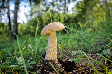 Edible mushroom Brown cap boletus (Leccinum scabrum) with a brown cap among the grass in a summer forest. Harvesting mushroom birch bolete. Close-up.