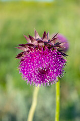 Pink milk thistle flowers, close up. ( Silybum marianum herbal remedy, Saint Mary's Thistle, Marian Scotch thistle, Mary Thistle, Cardus marianus, Mediterranean milk cardus marianus)