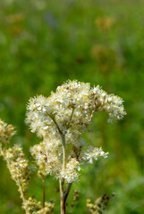 Blossoming meadowsweet (Filipendula) in the meadow in the summer
