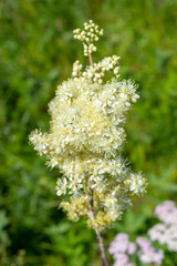 Blossoming meadowsweet (Filipendula) in the meadow in the summer