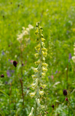 Aconitum barbatum var. puberulum plant. Highly poisonous plant