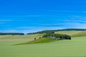 Naklejka premium Beautiful green spring rural landscape with green field. Rural landscape. Spring landscape. Agricultural field in countryside. Beautiful Republic of Khakassia, Russia