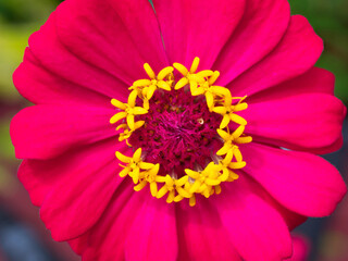 Purple Zinnia Summer Blossom Close Up