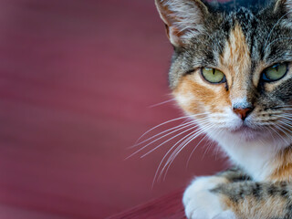Calico Cat Staring
