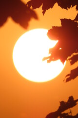 Sunset with leaf silhouette in the foreground