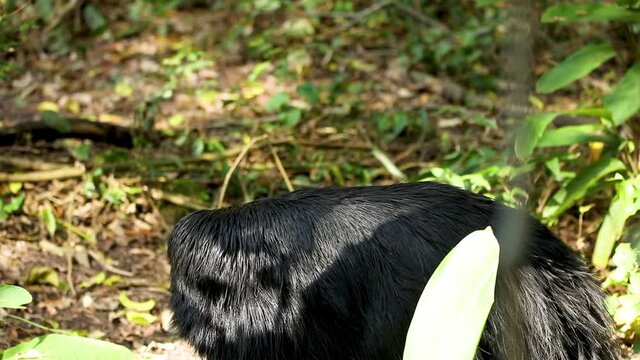 Cassowaries ,genus Casuarius, are ratites (flightless birds without a keel on their sternum bone) that are native to the tropical forests of New Guinea (Papua New Guinea and Indonesia)