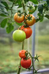 Red and green tomatoes ripen on a Bush in a greenhouse.