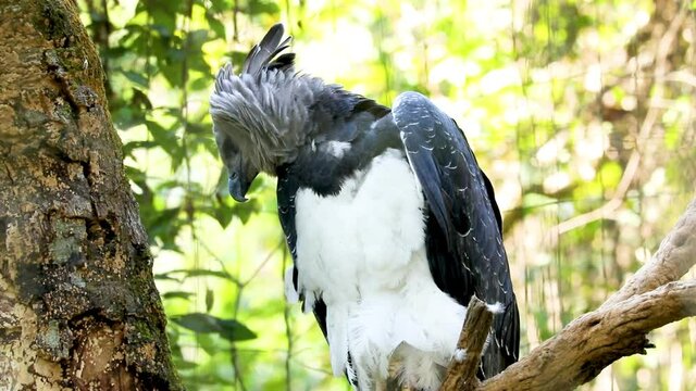 The harpy eagle (Harpia harpyja) is a neotropical species of eagle. It is also called the American harpy eagle to distinguish it from the Papuan eagle