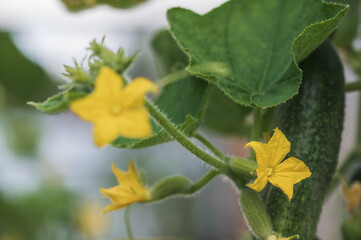 yellow blooming cucumber flower on a blurry background