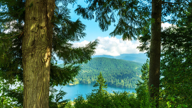 Burrard Inlet, BC, viewed through conifers, from Burnaby Mountain Park with forest and mountains as backdrop