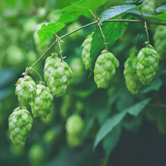 green branches of hops in natural light