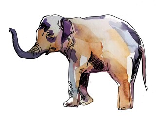 Indian elephant. Drawing by hand in vintage style. Texture watercolor paint.