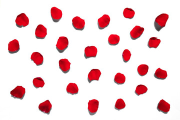 Rose petals on white background