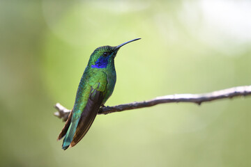 Green violetear is perching on branch