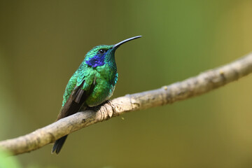 Green violetear is perching on branch