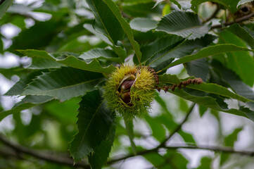 Castanea sativa ripening fruits in spiny cupules, edible hidden seed nuts hanging on tree branches, brown nuts