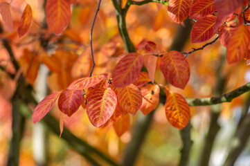 amelanchier lamarckii shadbush autumnal shrub branches full of beautiful red orange yellow leaves